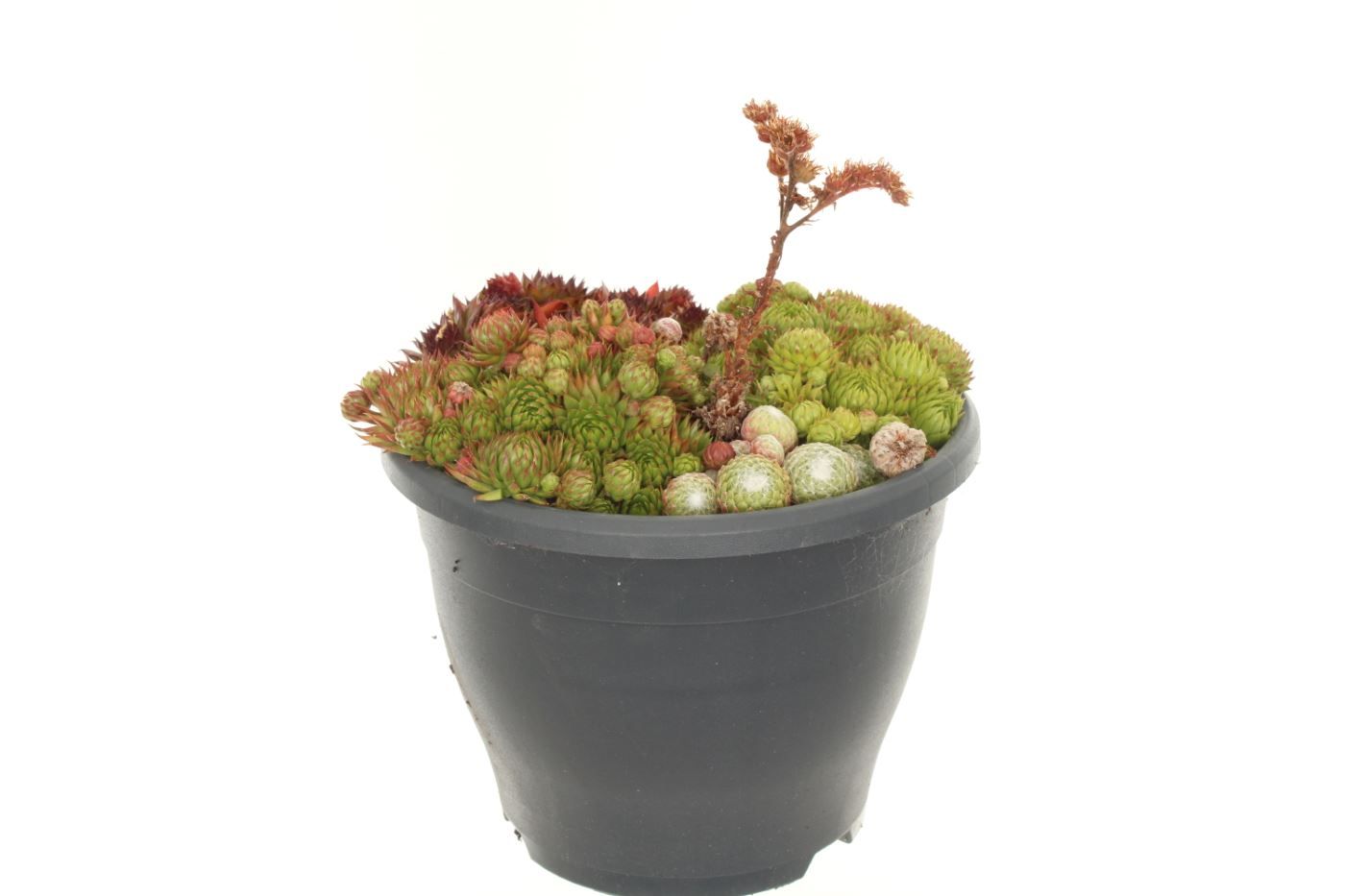 Sempervivum gemengd, D 23