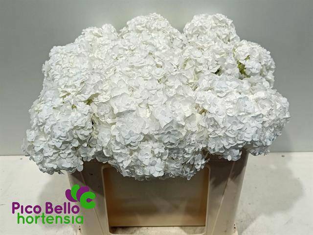 Гортензия Роял Хайнесс 40, шт.