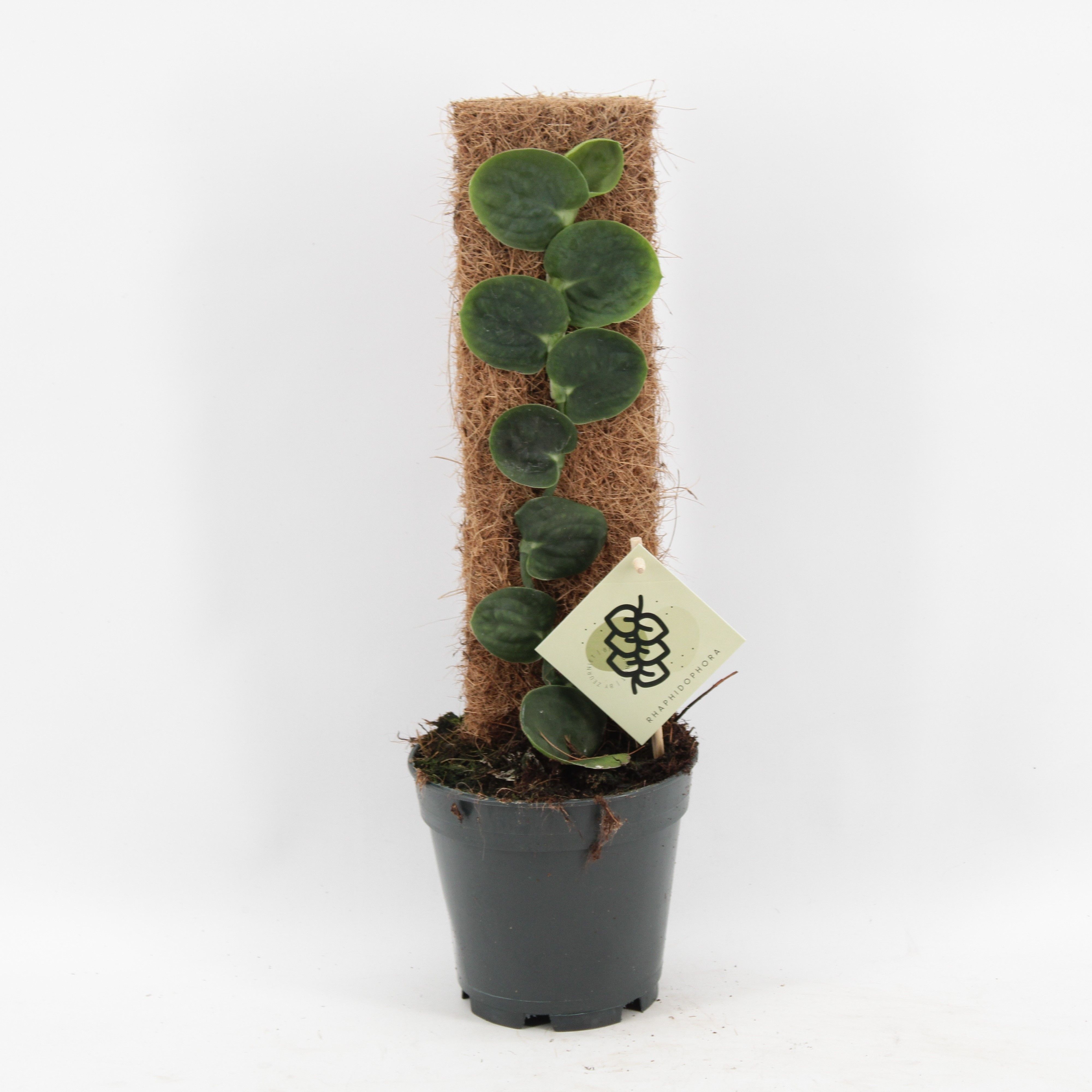 Rhaphidophora Celatocaulis, D 14