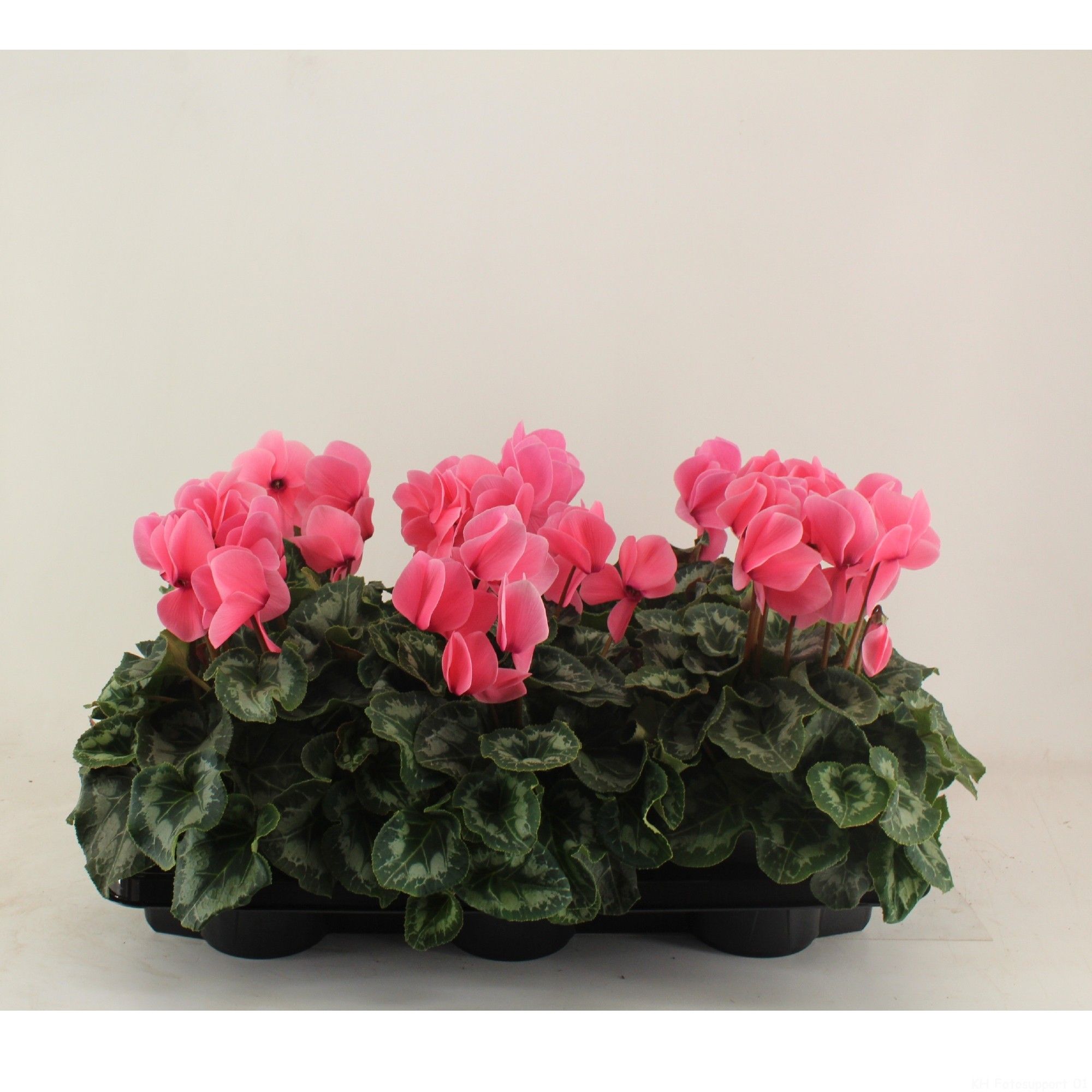 Cyclamen Halios Salmon, D 13 cm