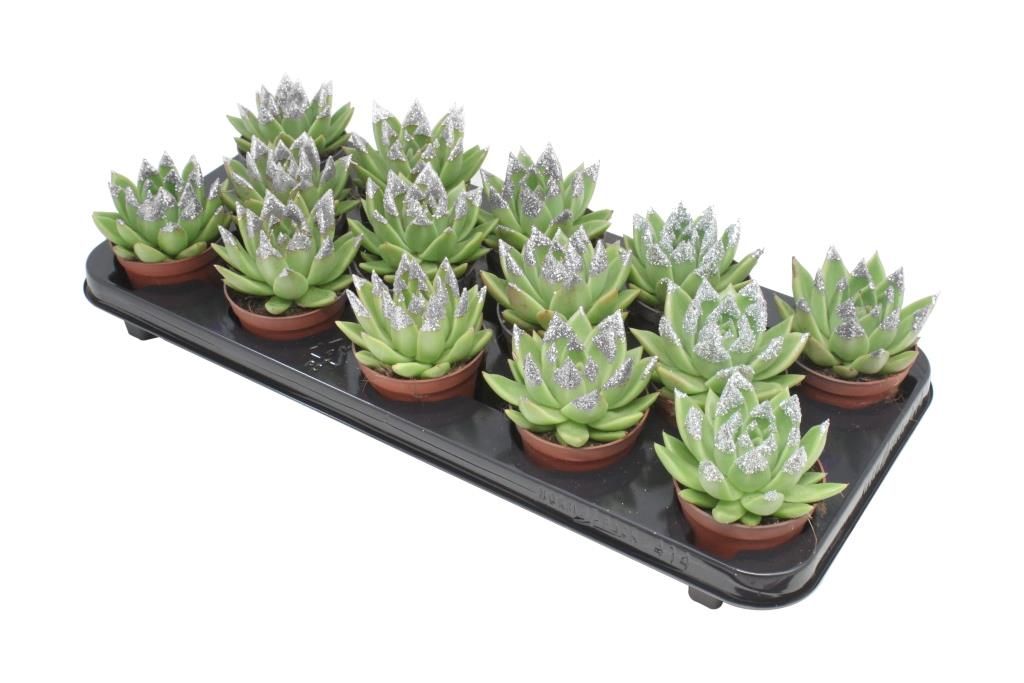 Miranda + silver Natureglit® points, D 8,5 cm