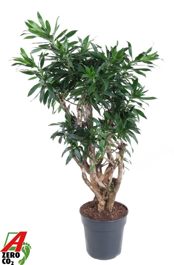 Dracaena Reflexa vertakt P27, D 27
