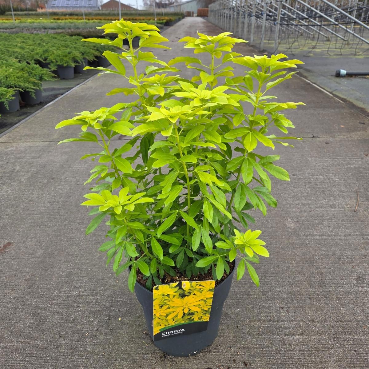 Choisya t. Sundance, D 29