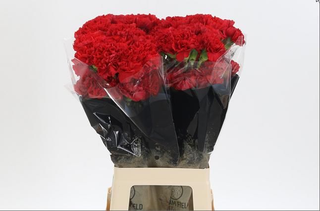 Диантус од. Дон Педро, шт.