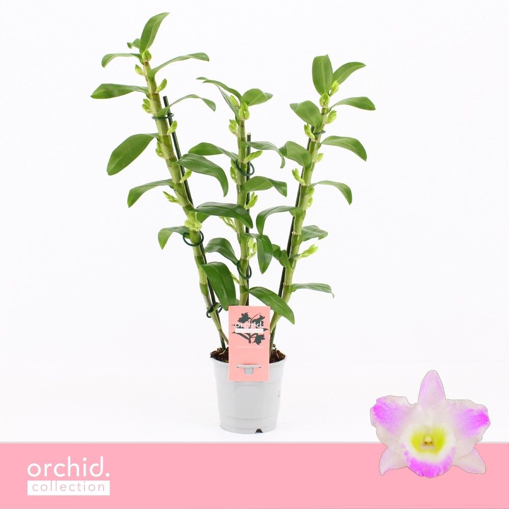 Dendrobium Nobilé, Pandora 3-spike 'Orchid Collection', D 12