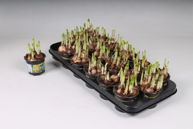 Tete a Tete 9cm, D 9