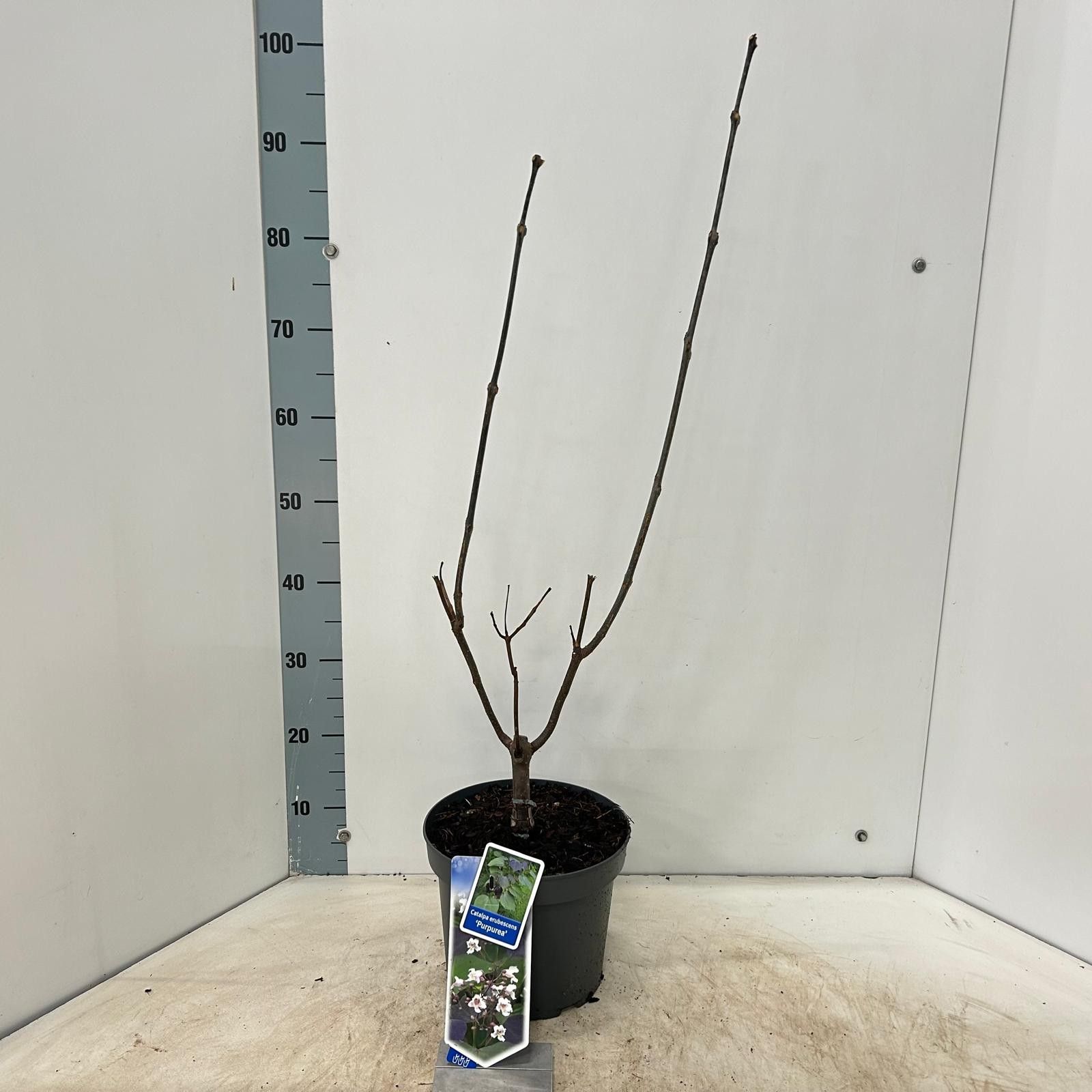 Catalpa erubescens 'Purpurea', D 23