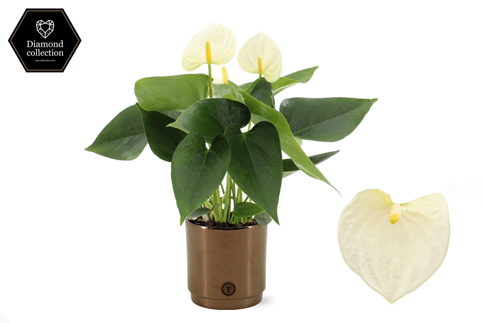 Anthurium 12 cm Cocos in Pure Juliette Goldbronze ceramic, D 12