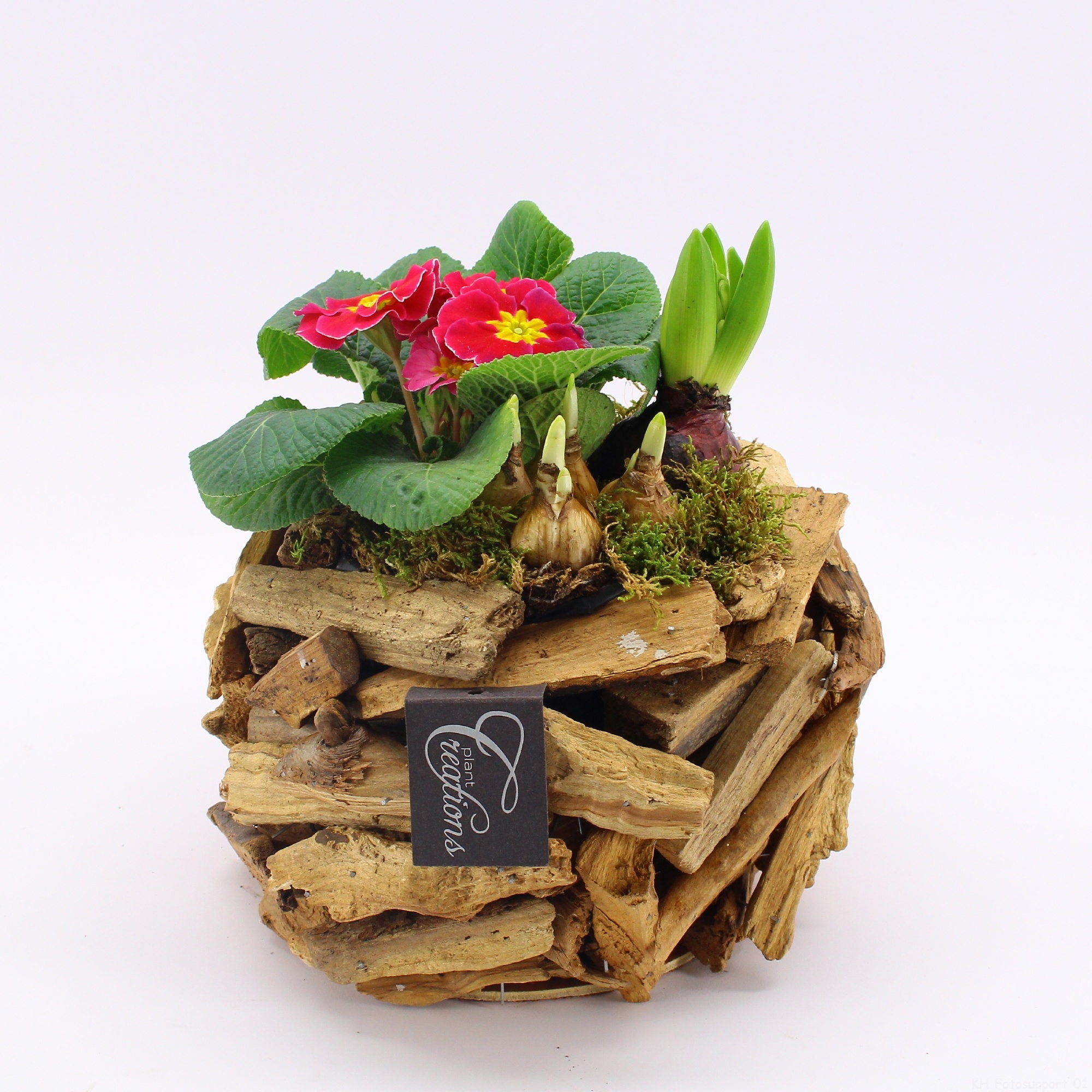 PMCR-2642 Primula creations, D 20