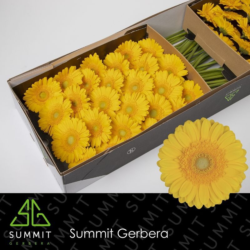 Гербера Каптива x50, шт.