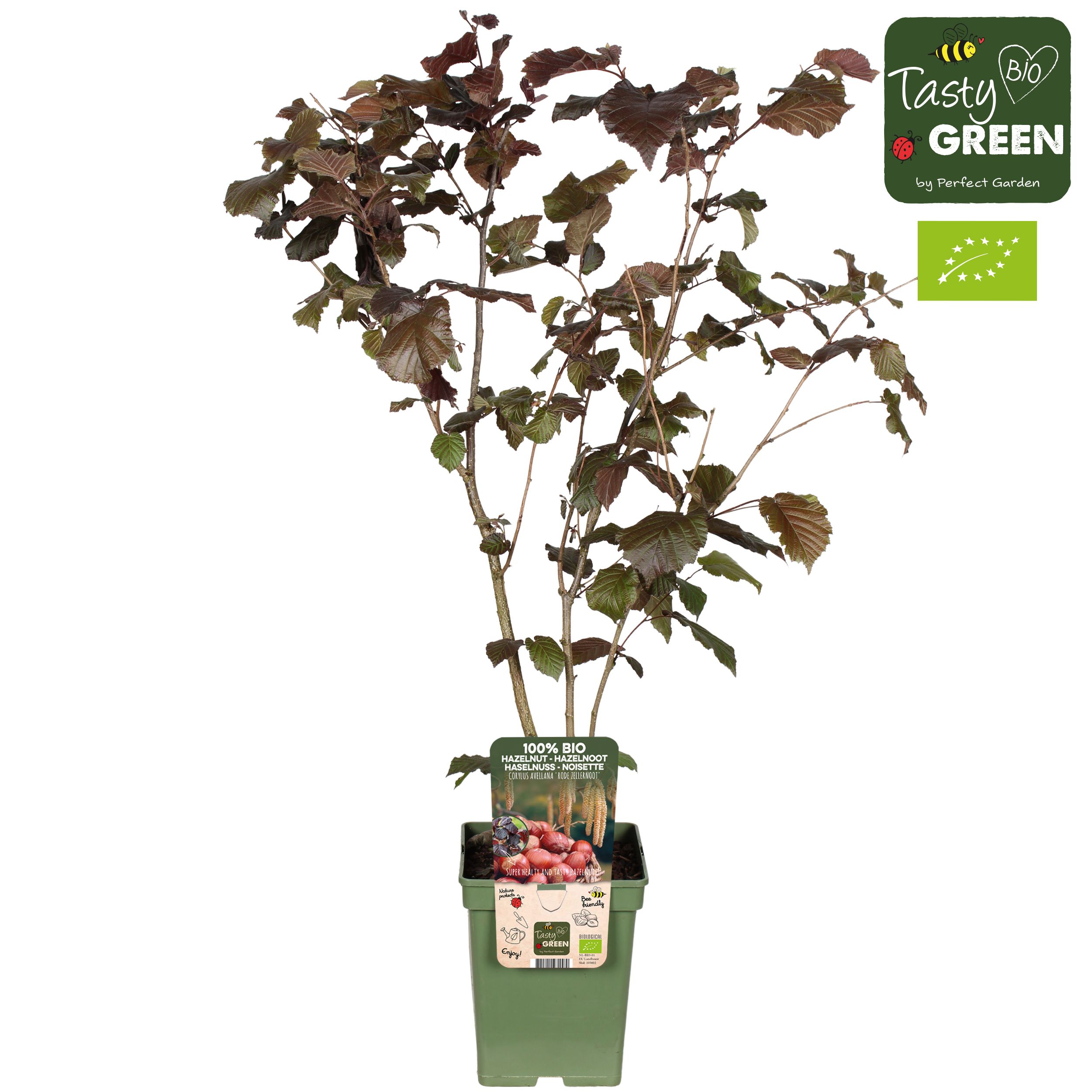Corylus avellana 'Rode Zellernoot' Bio P23, D 23