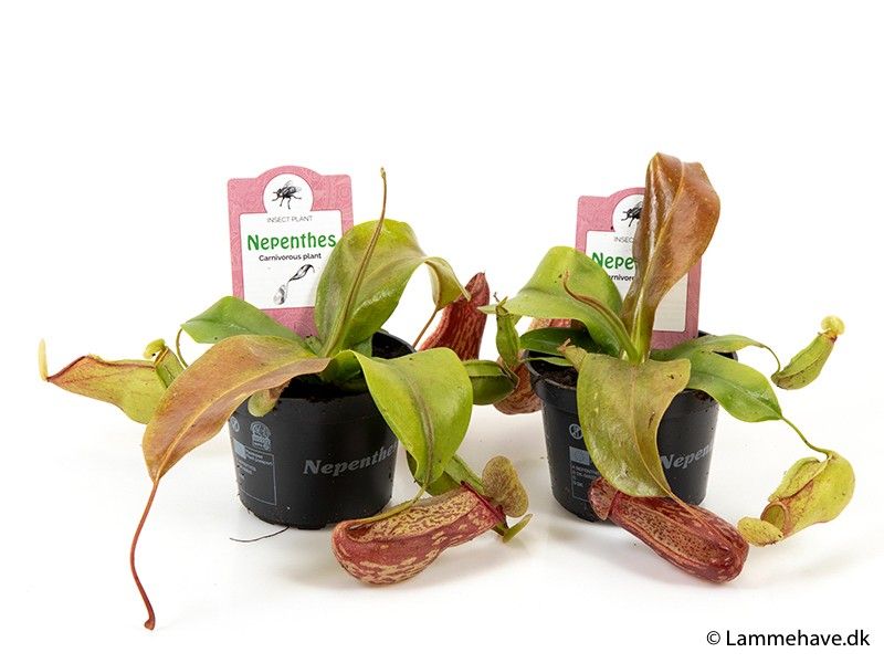 NEPENTHES-HYBRIDER 'Gaya' 144, D 9