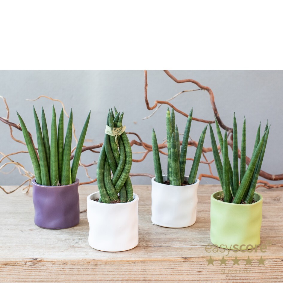 SANSEVIERIA MIX 30615000 Organic Spring, D 6 cm