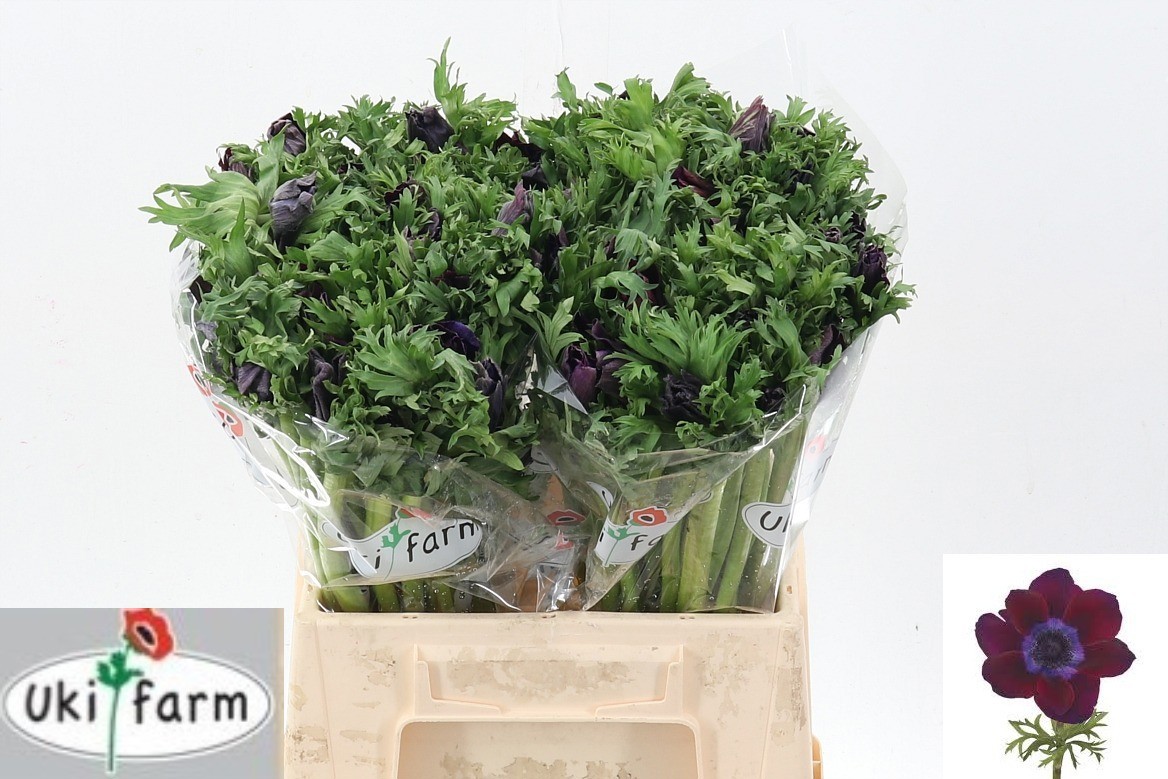 Анемон Галил Бордо 40 (бордо), шт.