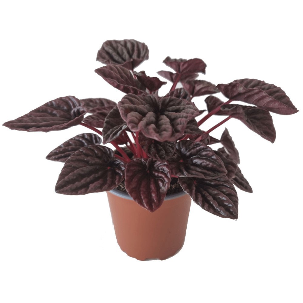 PEPEROMIA CAPERATA 'BURGUNDER', D 11 cm PEPEROMIA CAPERATA 'BURGUNDER', D 11 cm