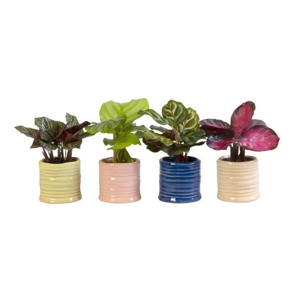 L 65999 with Calathea Mix 6 cm, D 6 cm L 65999 with Calathea Mix 6 cm, D 6 cm
