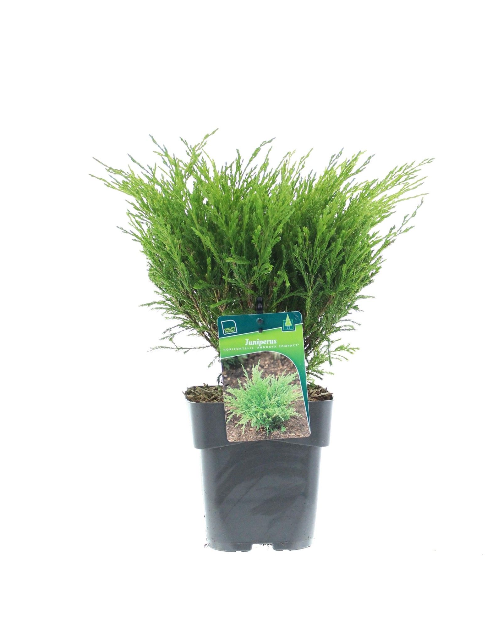 Juniperus horizontalis 'Andorra Compact', D 17