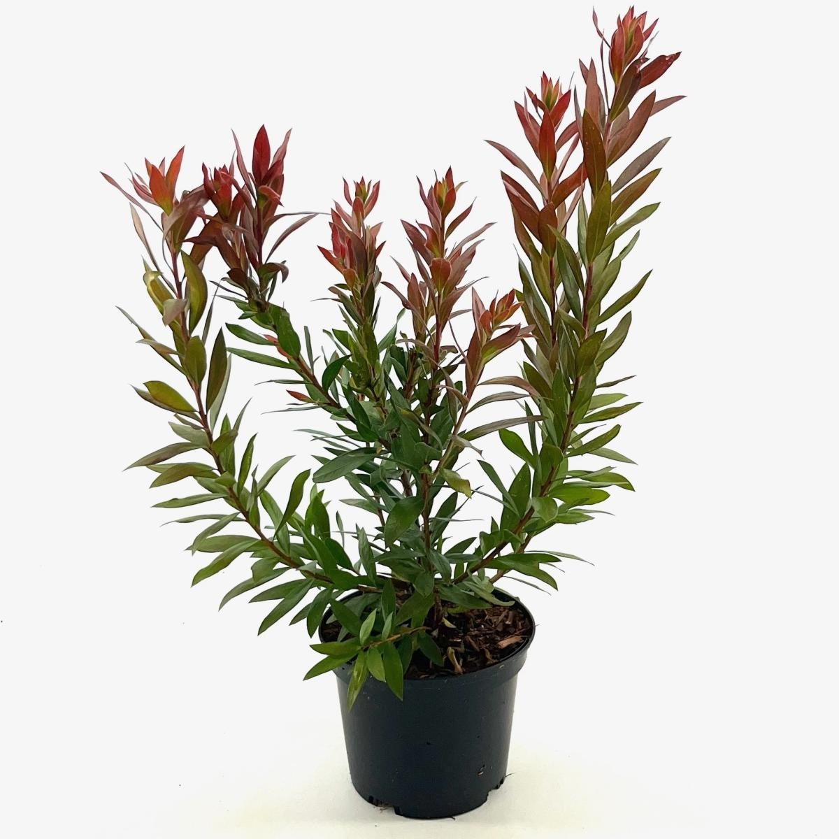 Callistemon 'Red Rocket', D 17