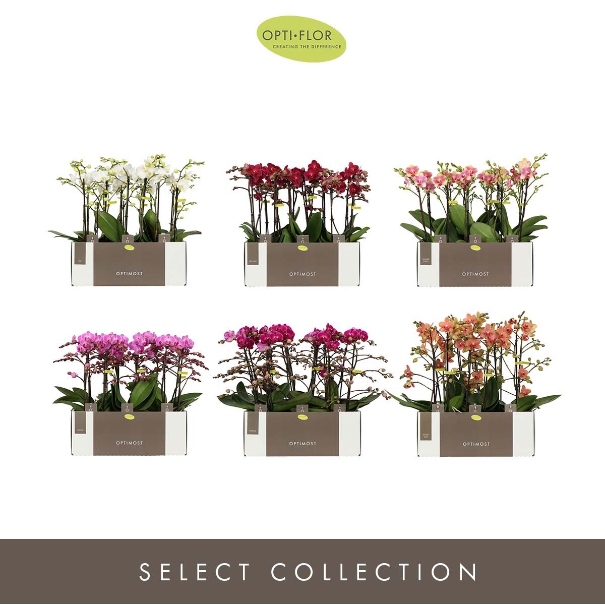 Optimost Diversen 2 spike, D 12 cm