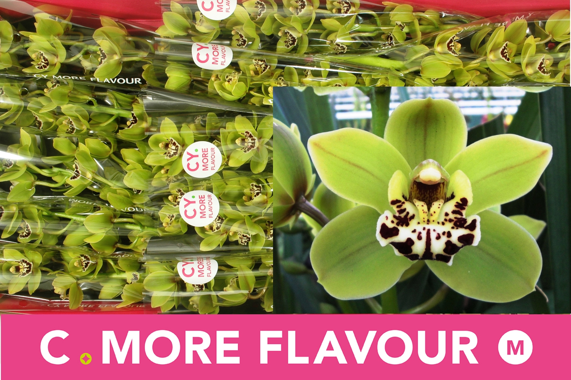 Цимбидиум мини Френч Мастард x15 50, шт.