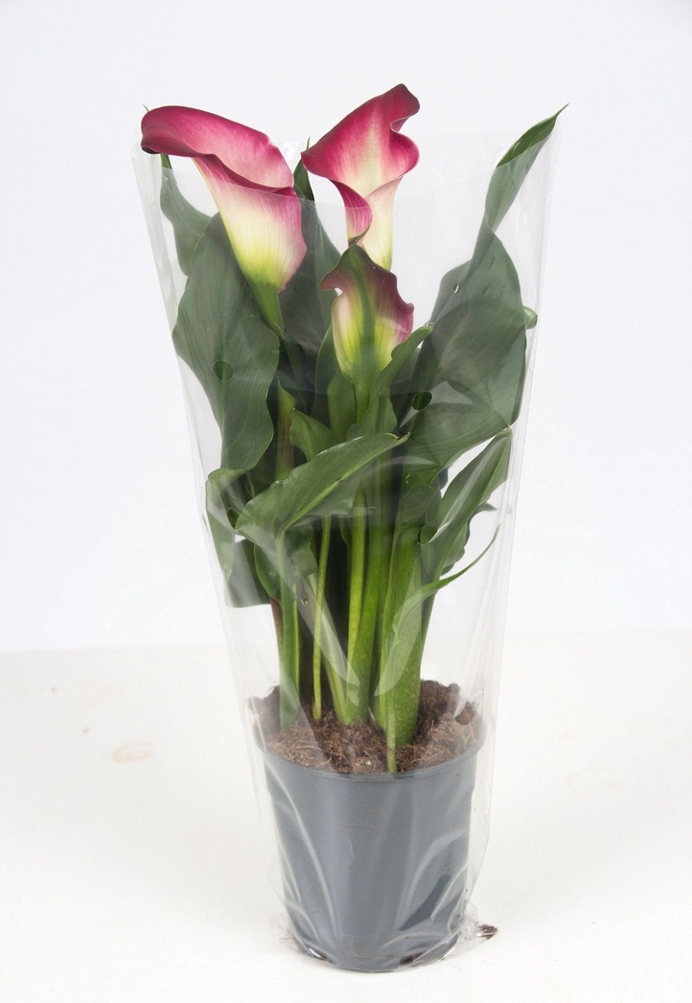 Zantedeschia pink P&PURE Collection, D 12