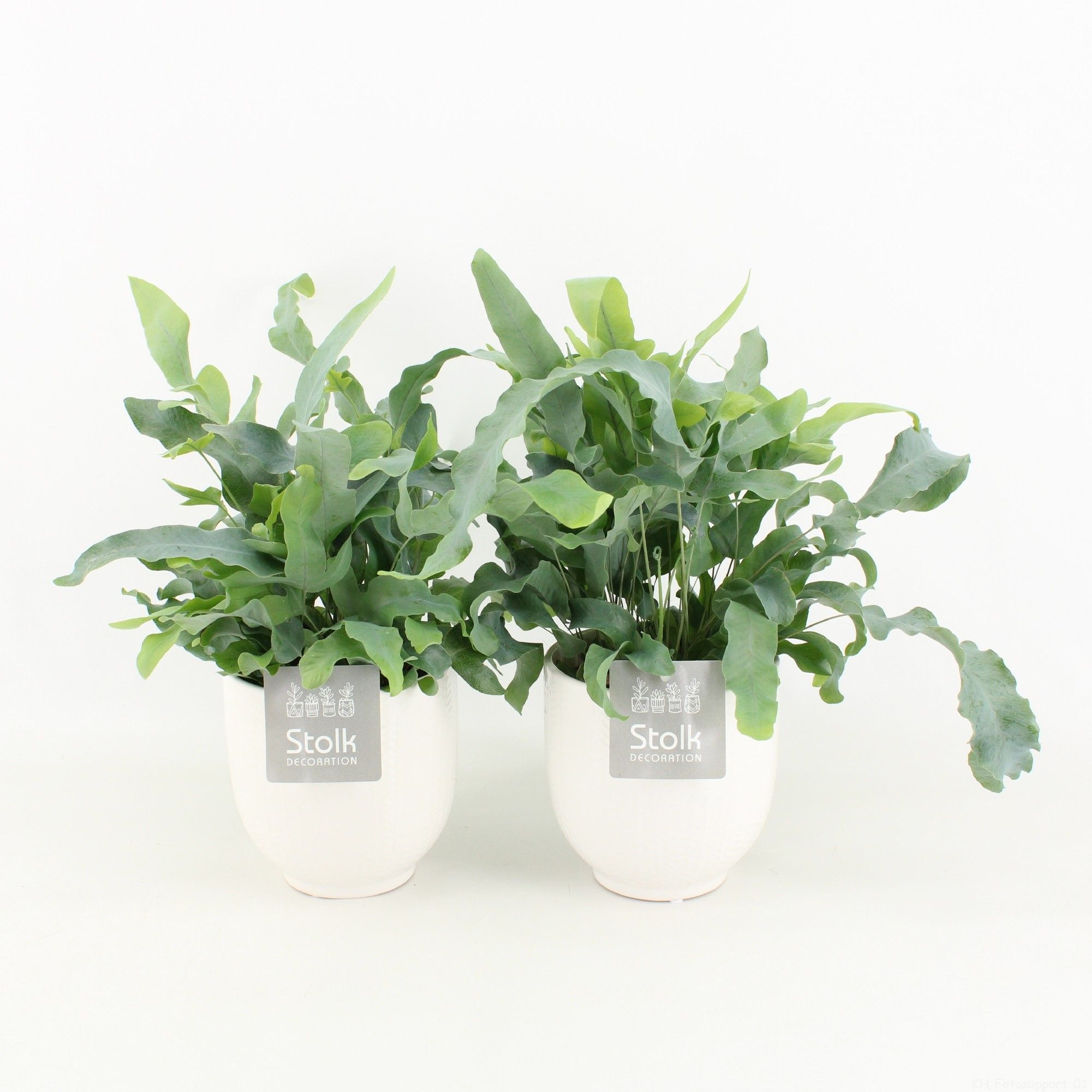 Phlebodium A Blue Star in Liv keramiek, D 13