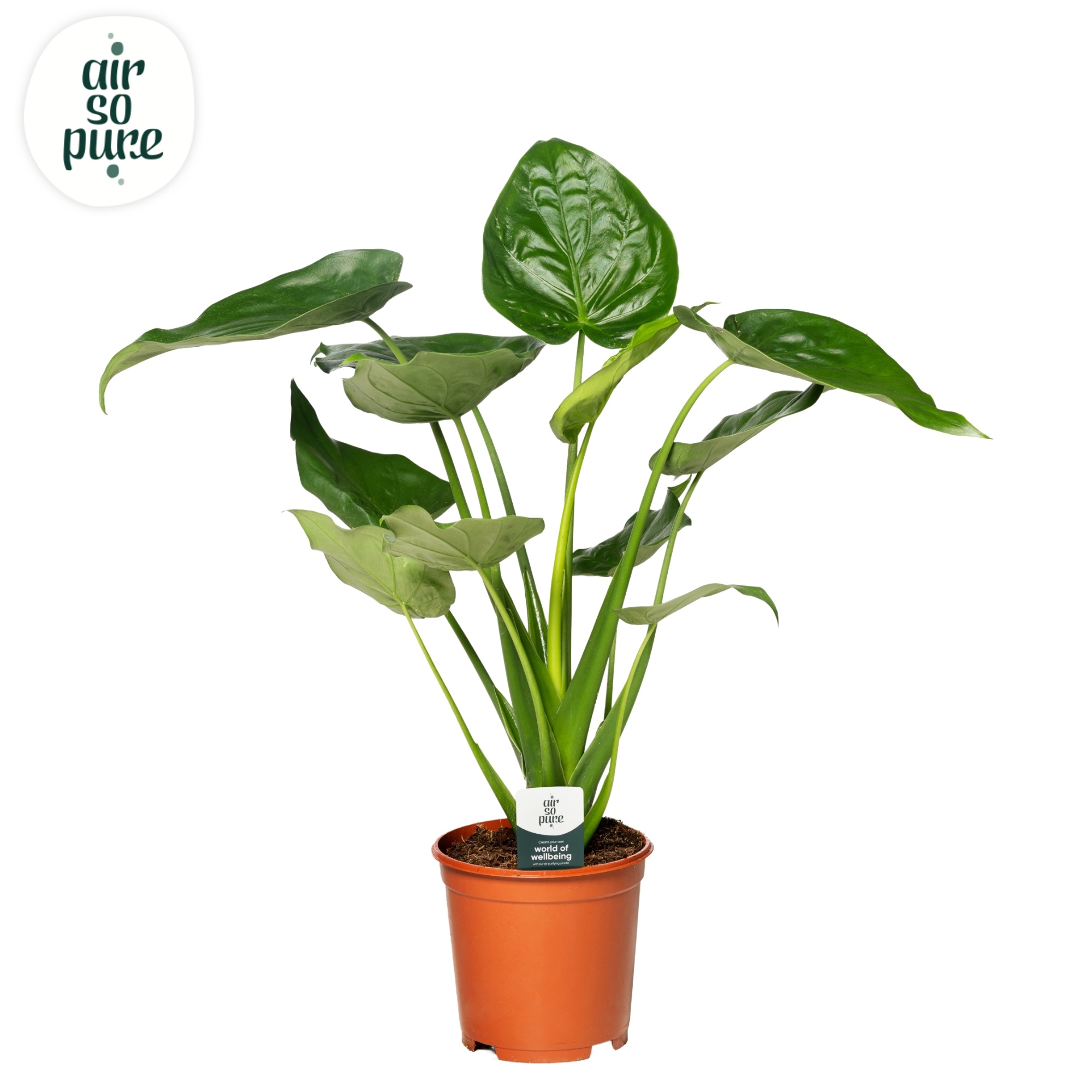 Alocasia Cucullata p24 (Air so Pure), D 24