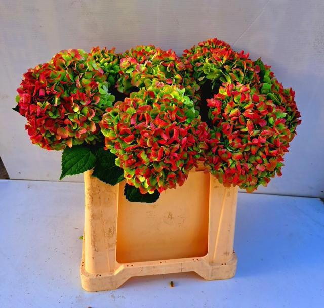 Гортензия Ивоор Классик 50, шт.