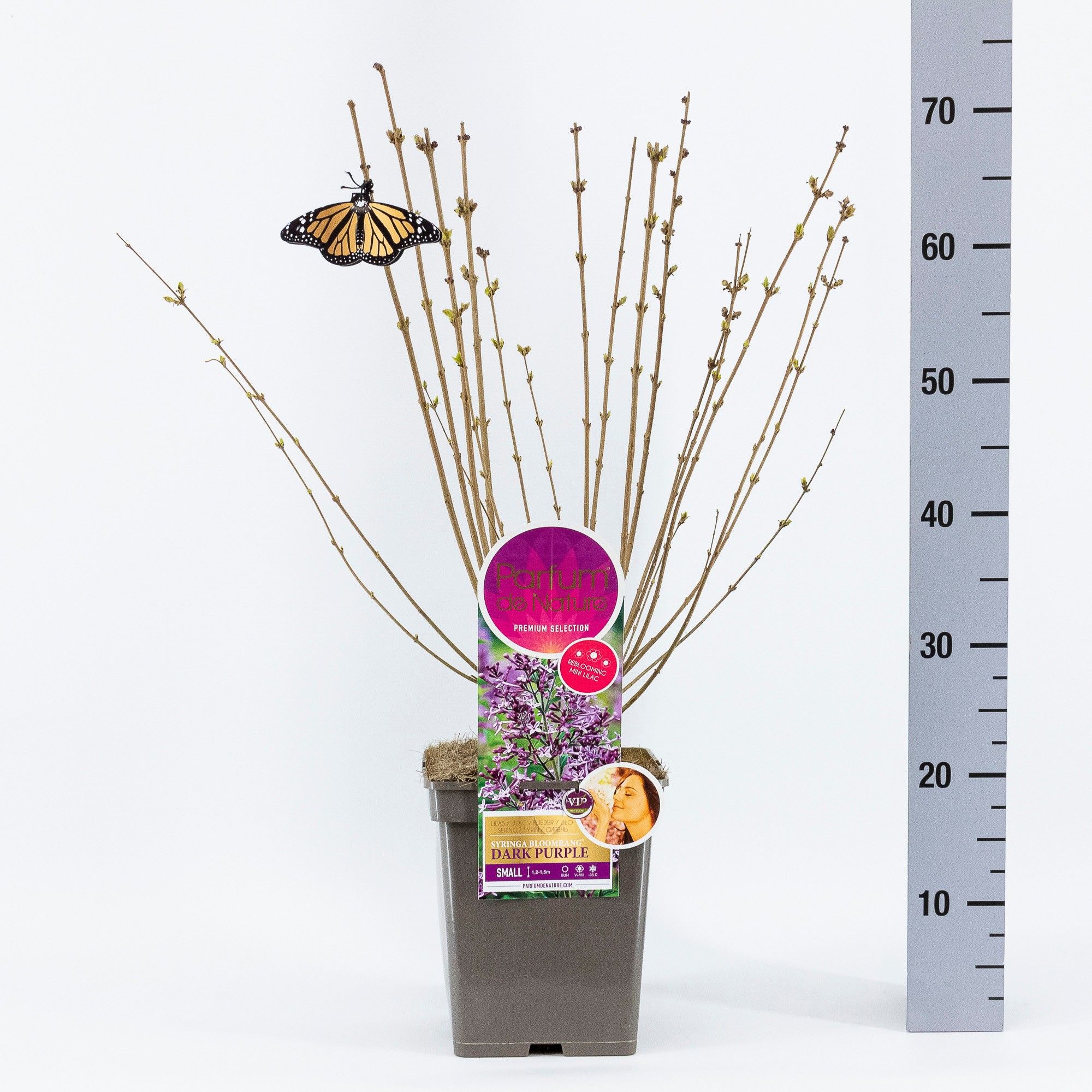 Syringa Dark Purple Bloomerang®, 'Premium Selection', C5, D 23 cm Syringa Dark Purple Bloomerang®, 'Premium Selection', C5, D 23 cm