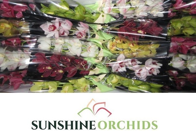 Цимбидиум мини Микс x20 40, шт.