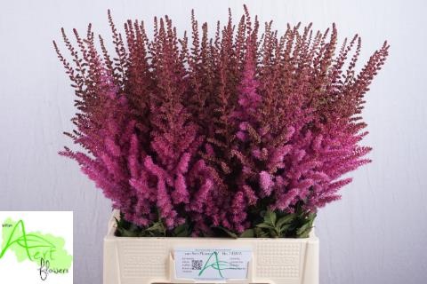 Астильба Мэгги Дейли 70, шт.