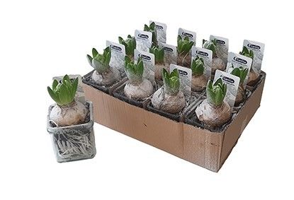 Hyacint White Pearl 7 cm in accuglas met sneeuw de, D 7