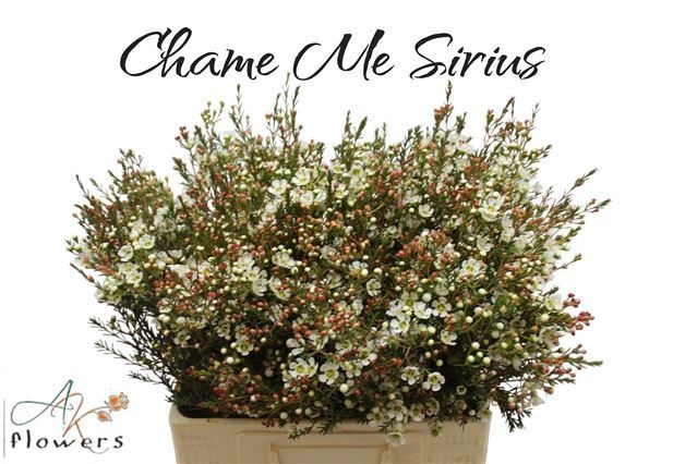 Шамелациум Сириус 60, шт.