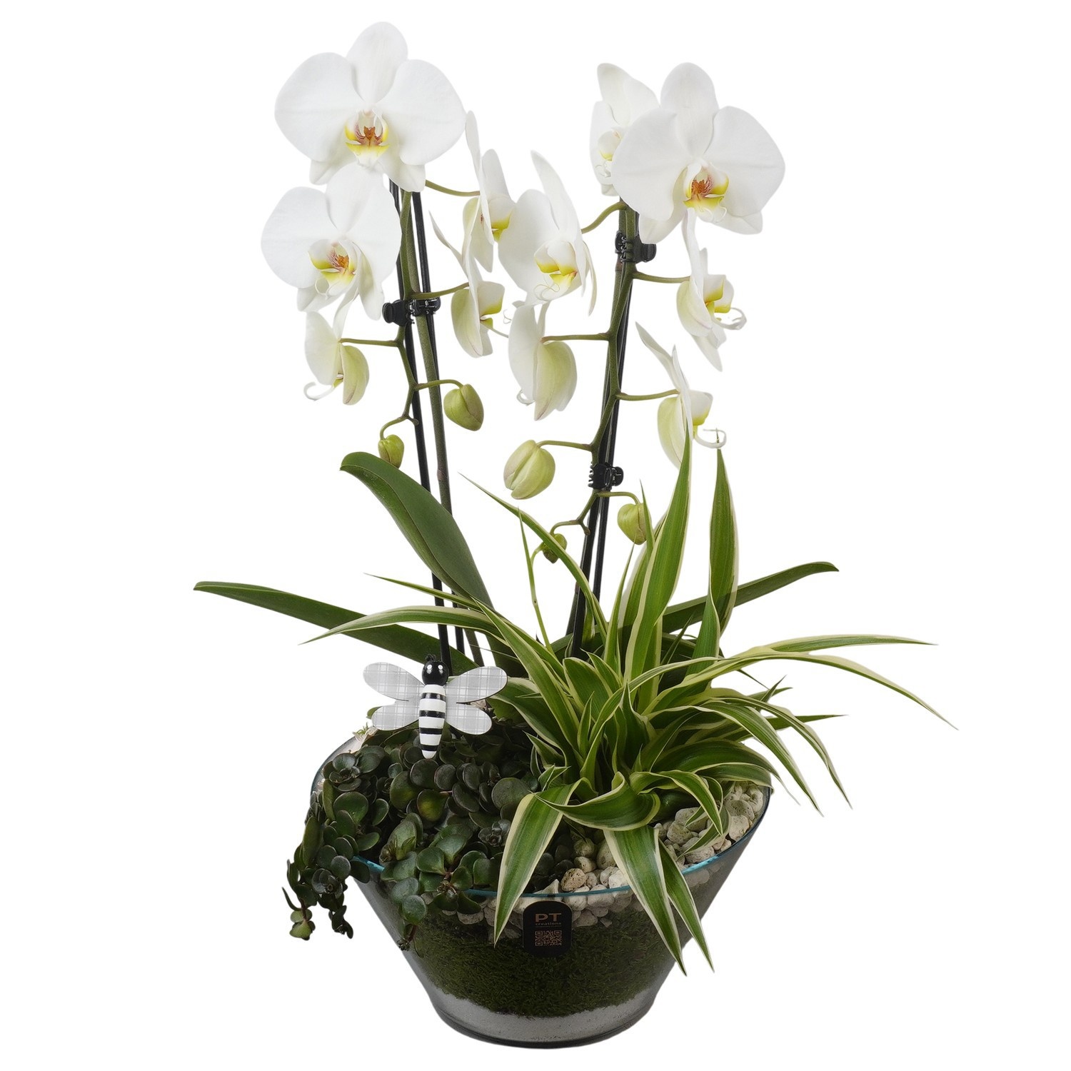 PTIG2680 Arrangement Indoor in glas schaal, D 26