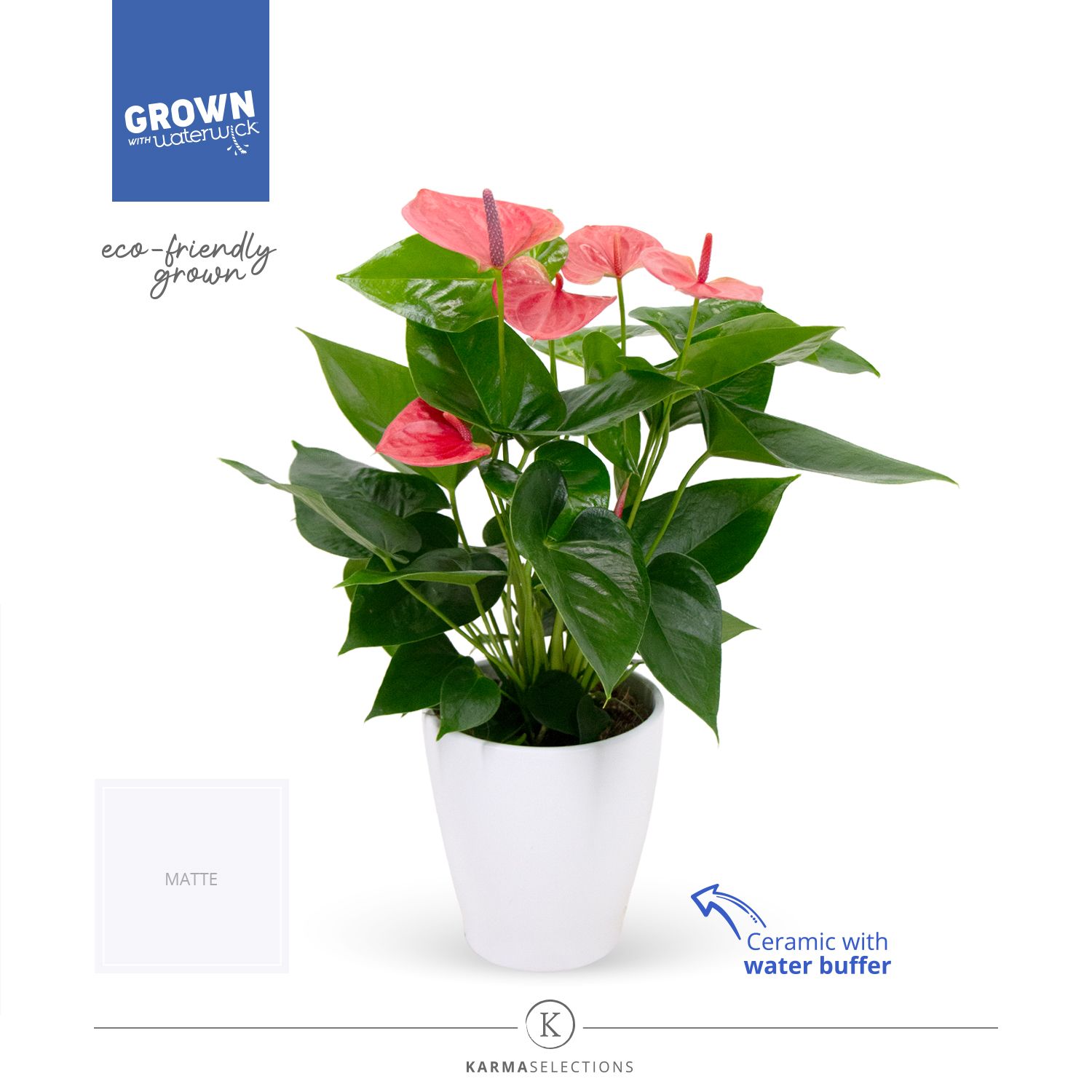 Mimesis Anthurium KARMA Pink - Carolina White, D 12 cm