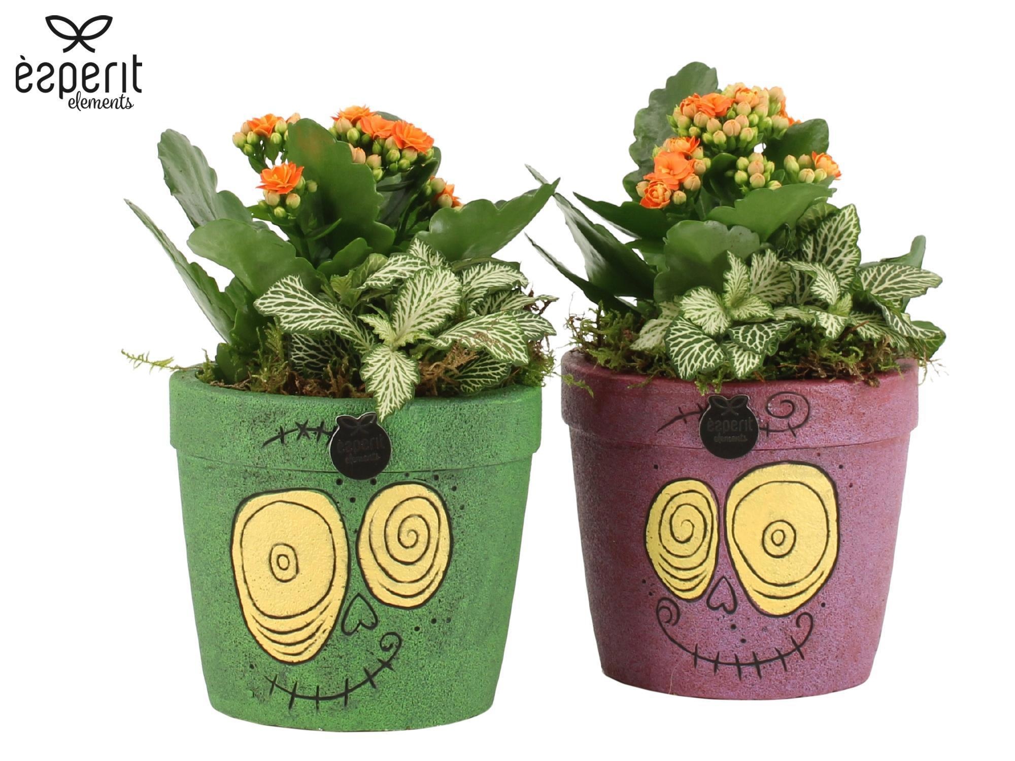 83418: Halloween arrangement, D 12