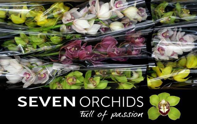 Цимбидиум Микс x9 60, шт.