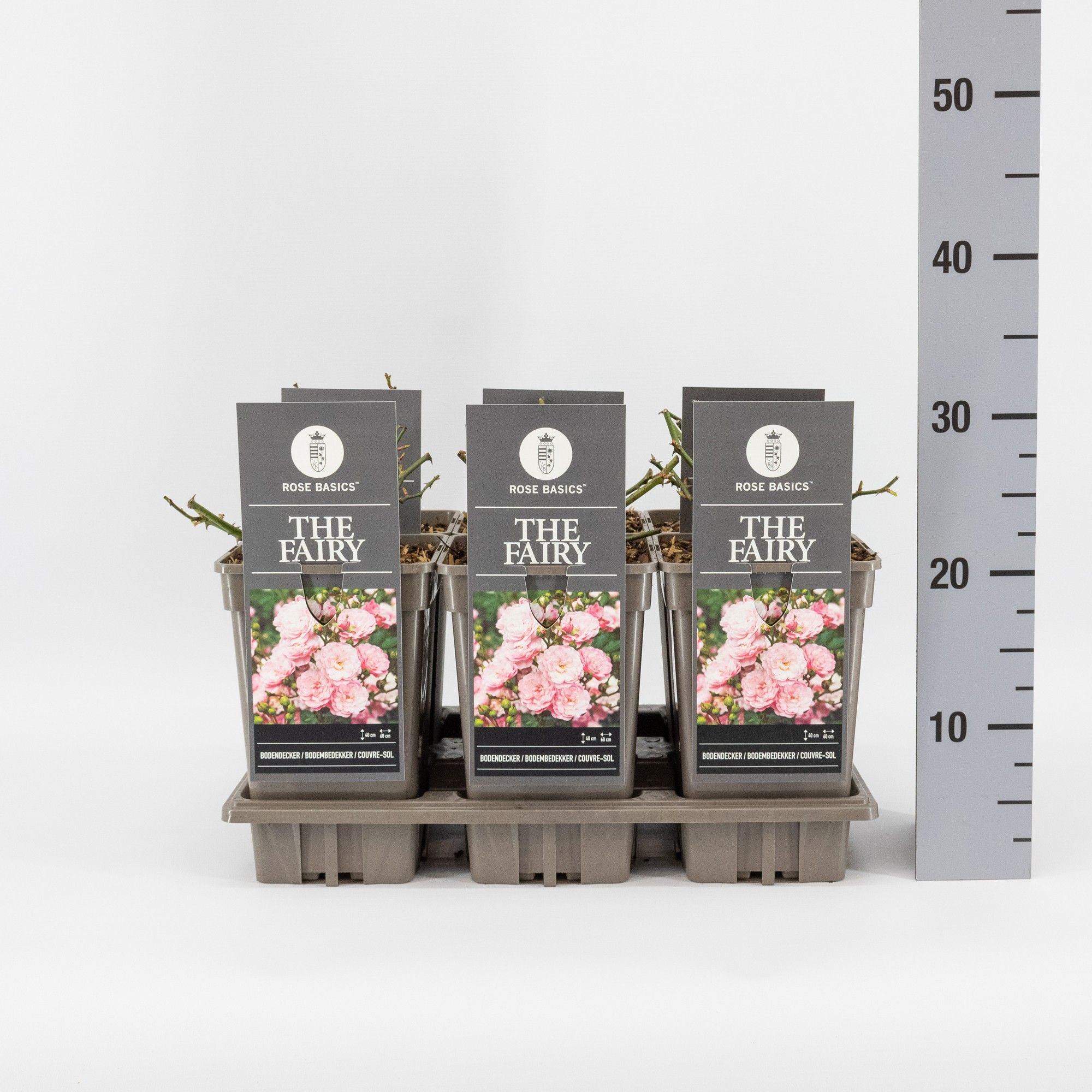 Rosa (P) The Fairy, C3, D 17 cm