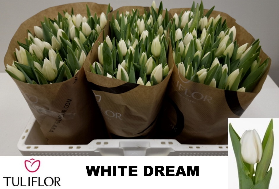 Тюльпан од. Вайт Дрим (бел.), шт. Тюльпан од. Вайт Дрим (бел.), шт.