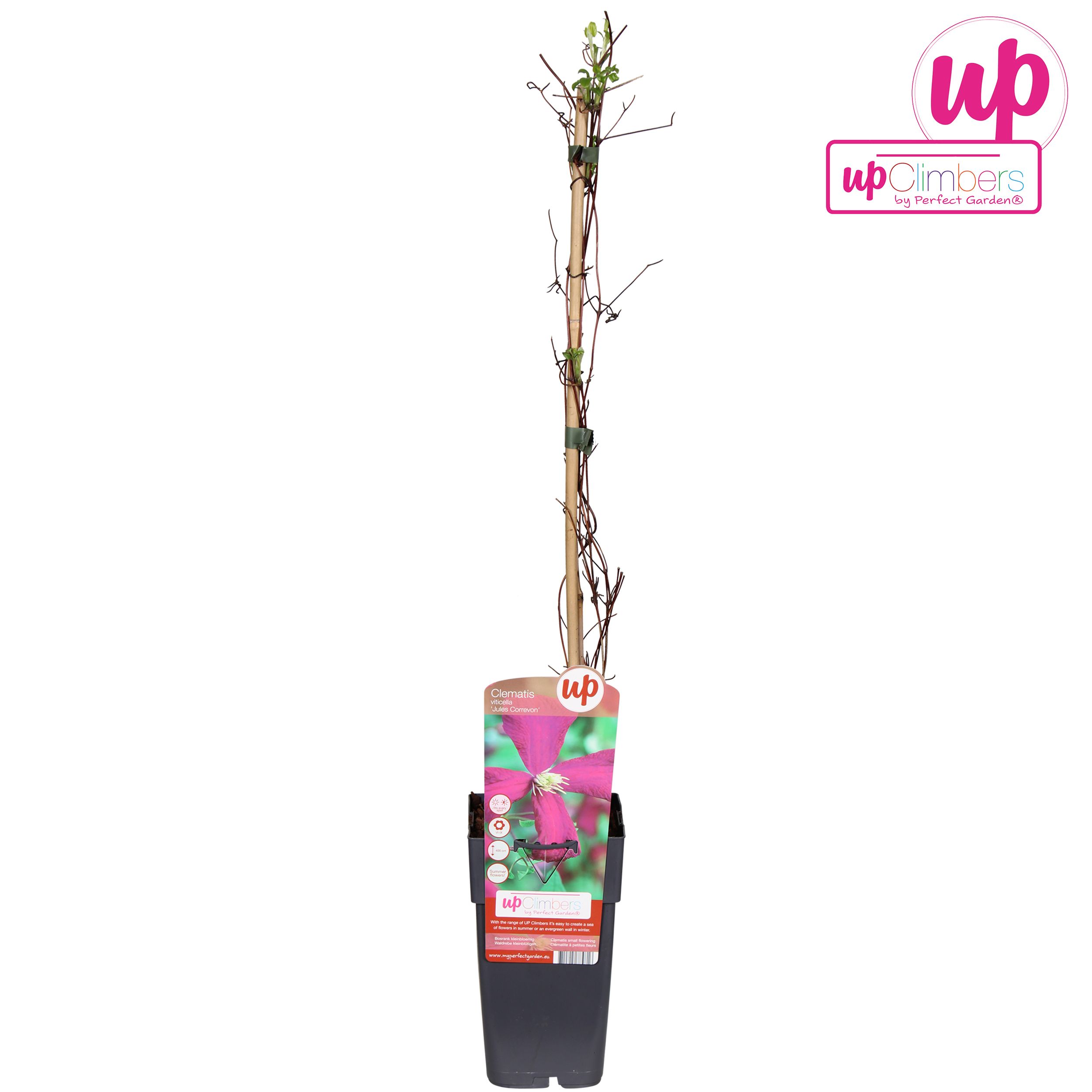 Clematis viticella 'Madame Julia Correvon' P15, D 15