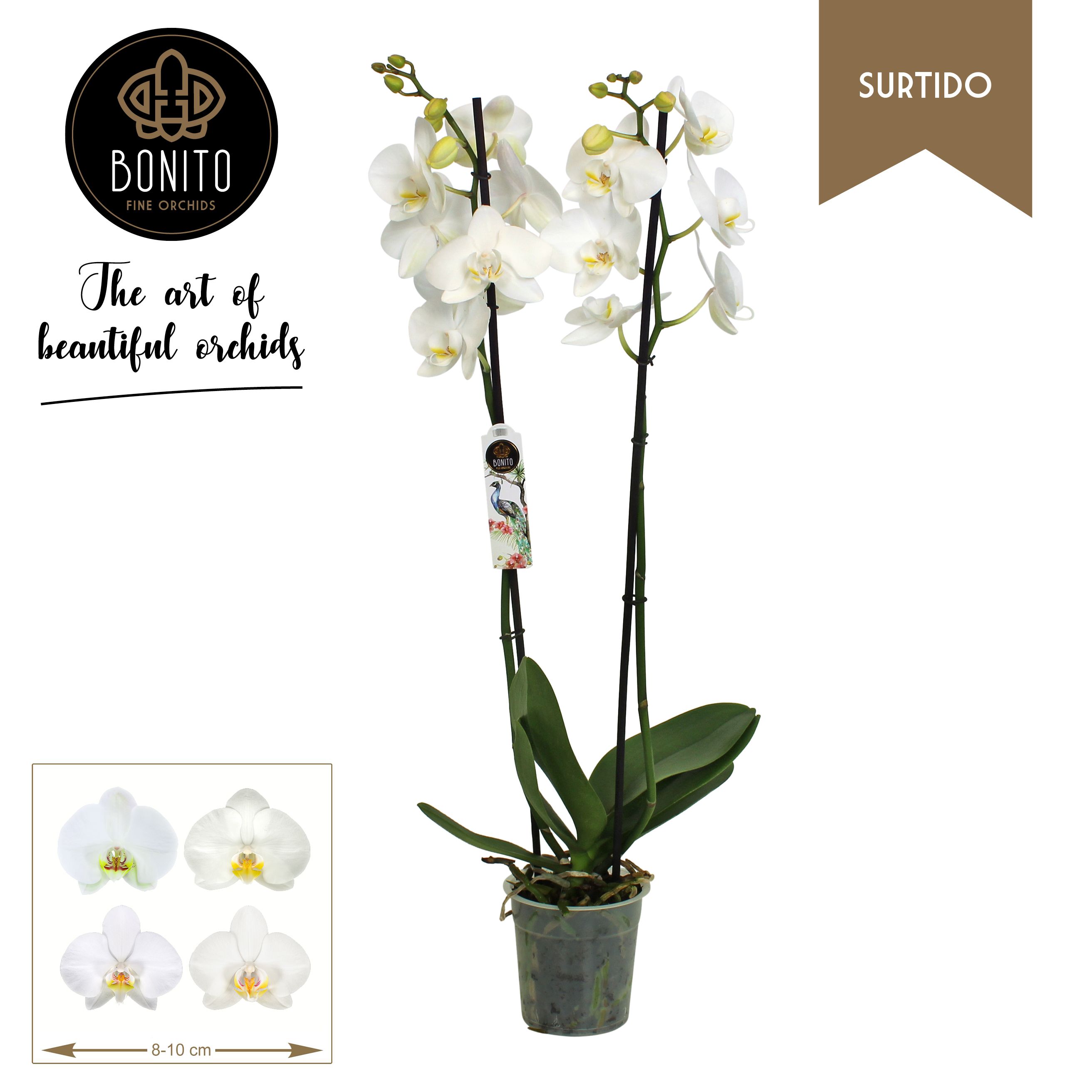 Phal. Surtido - 2-Tak Wit divers, D 12