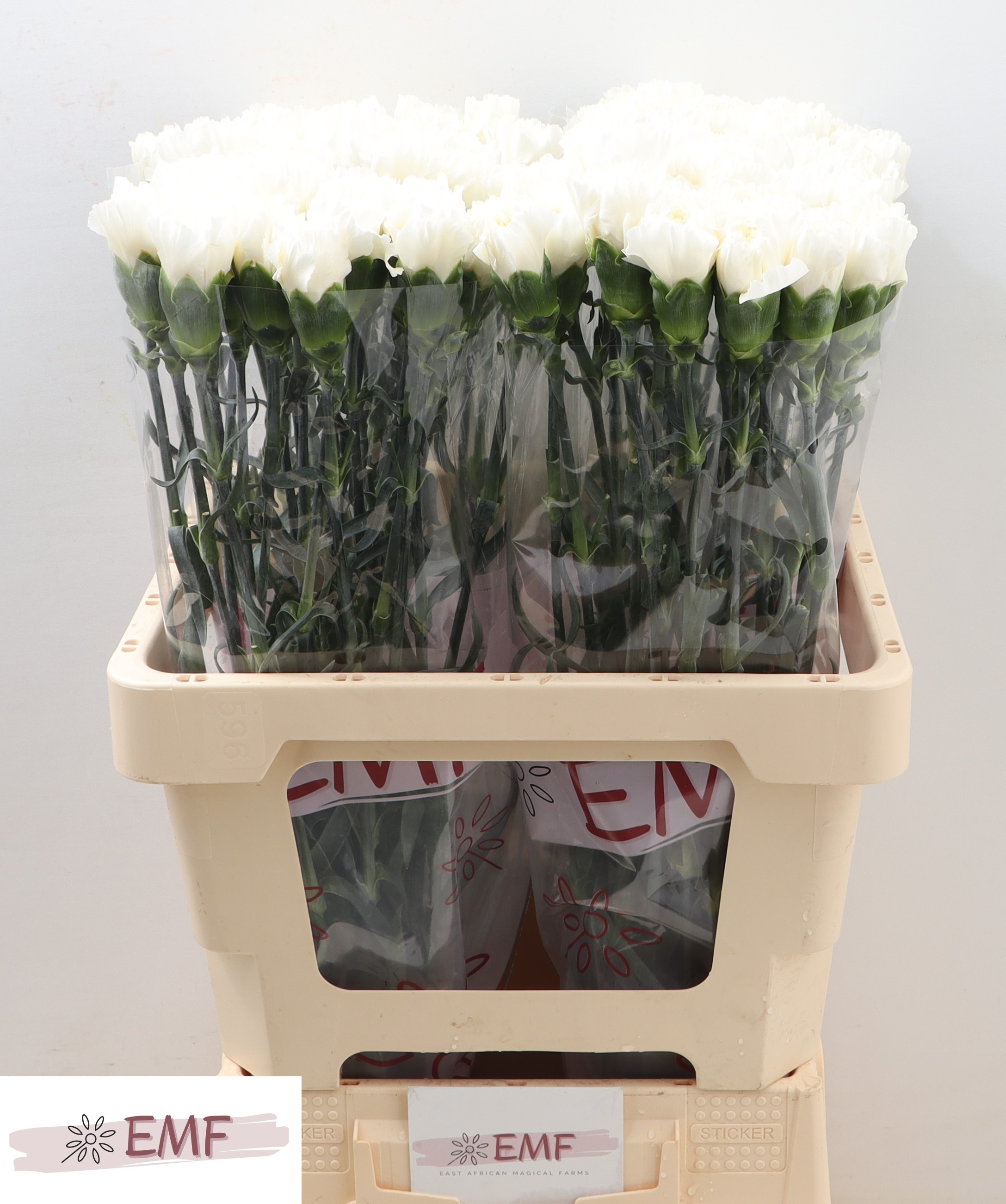 Диантус од. Мон Блан, шт. Диантус од. Мон Блан, шт.