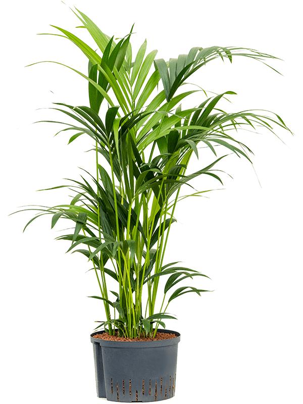 Kentia (Howea) forsteriana, D 28 cm