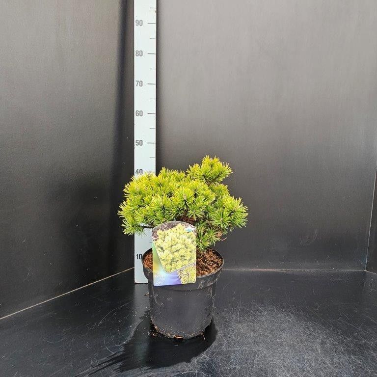 Pinus mugo Ophir, D 23