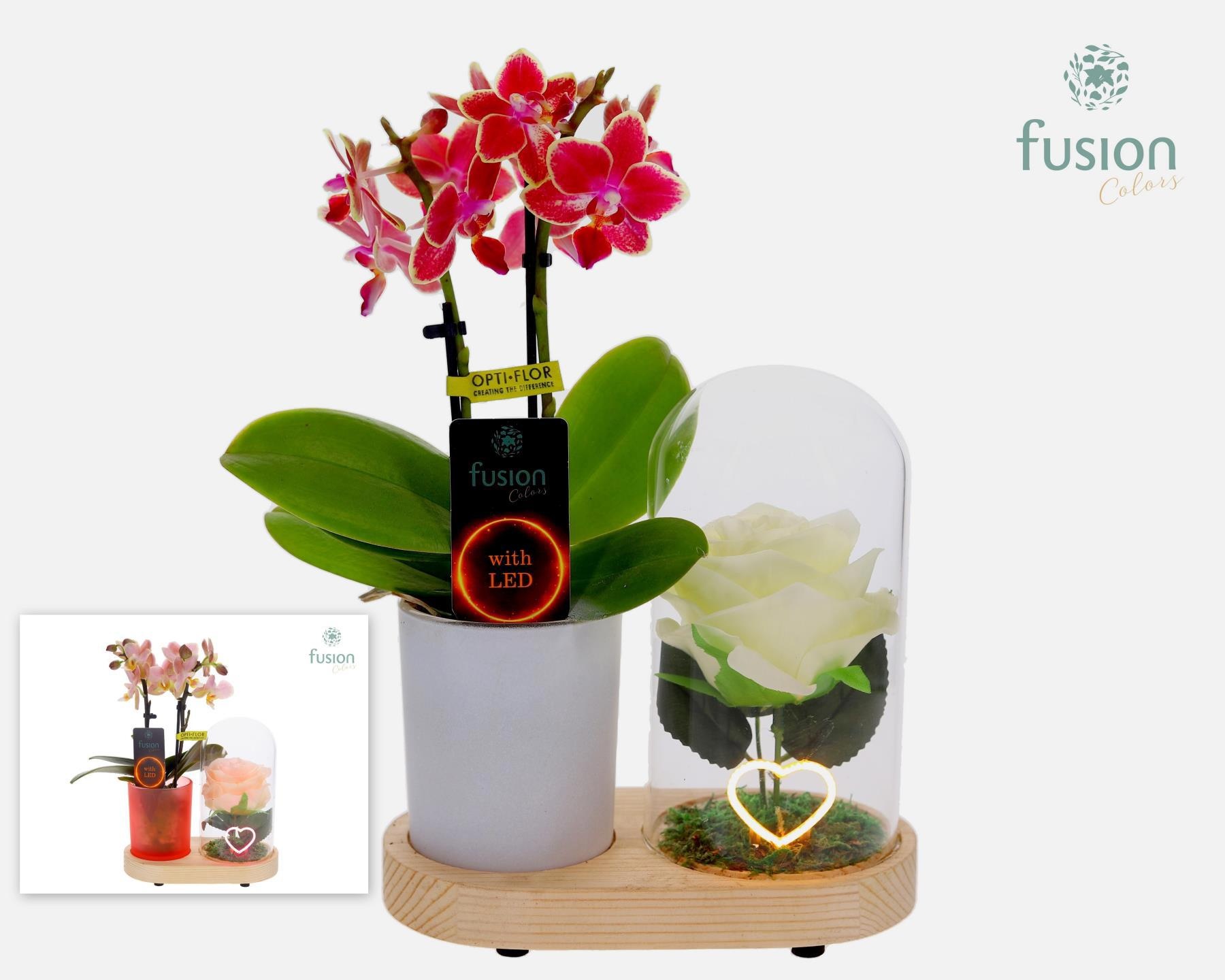 LED Lichtbal Hart houten planter met Phalaenopsis, D 17