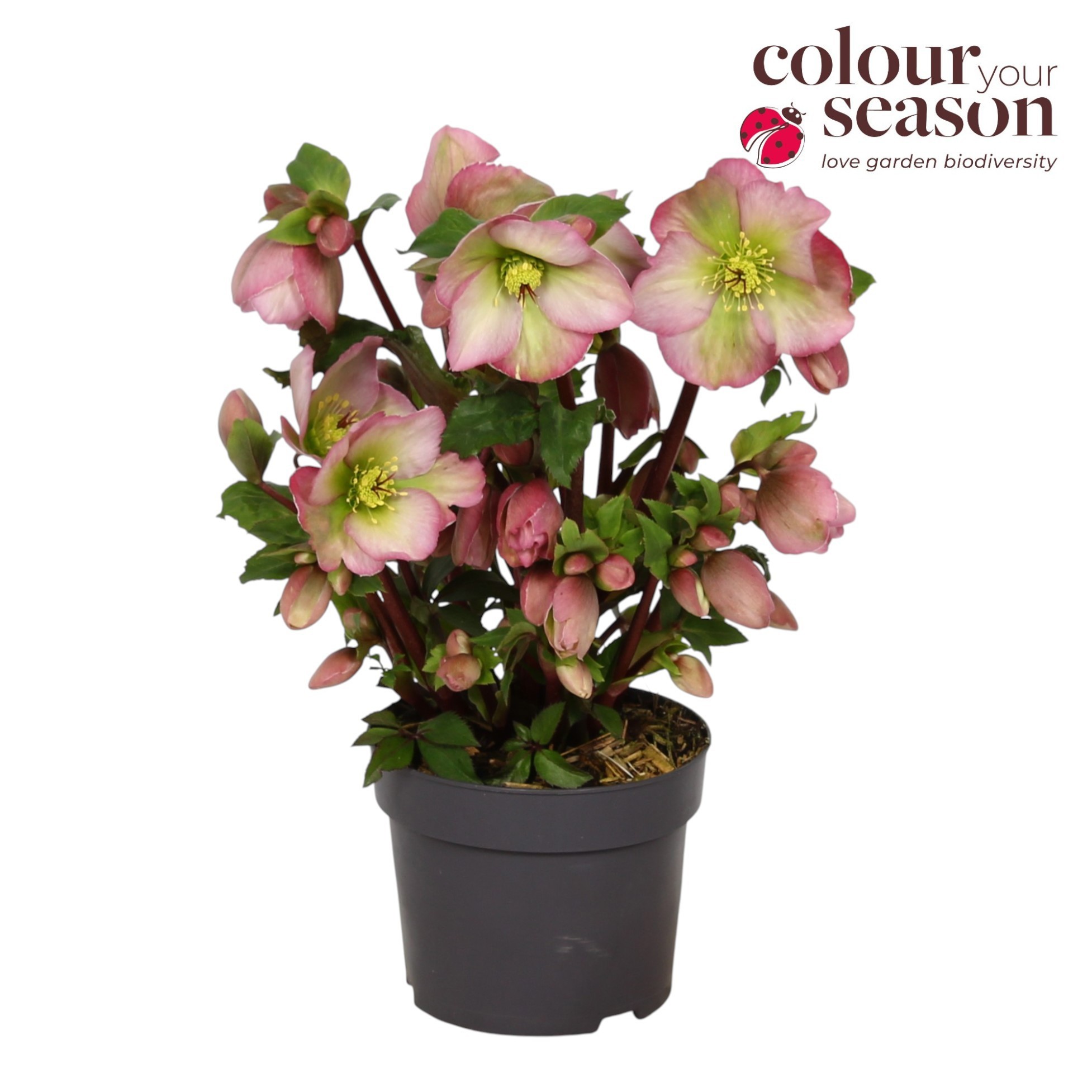 Helleborus Winter Sparkle Blush P13, D 13