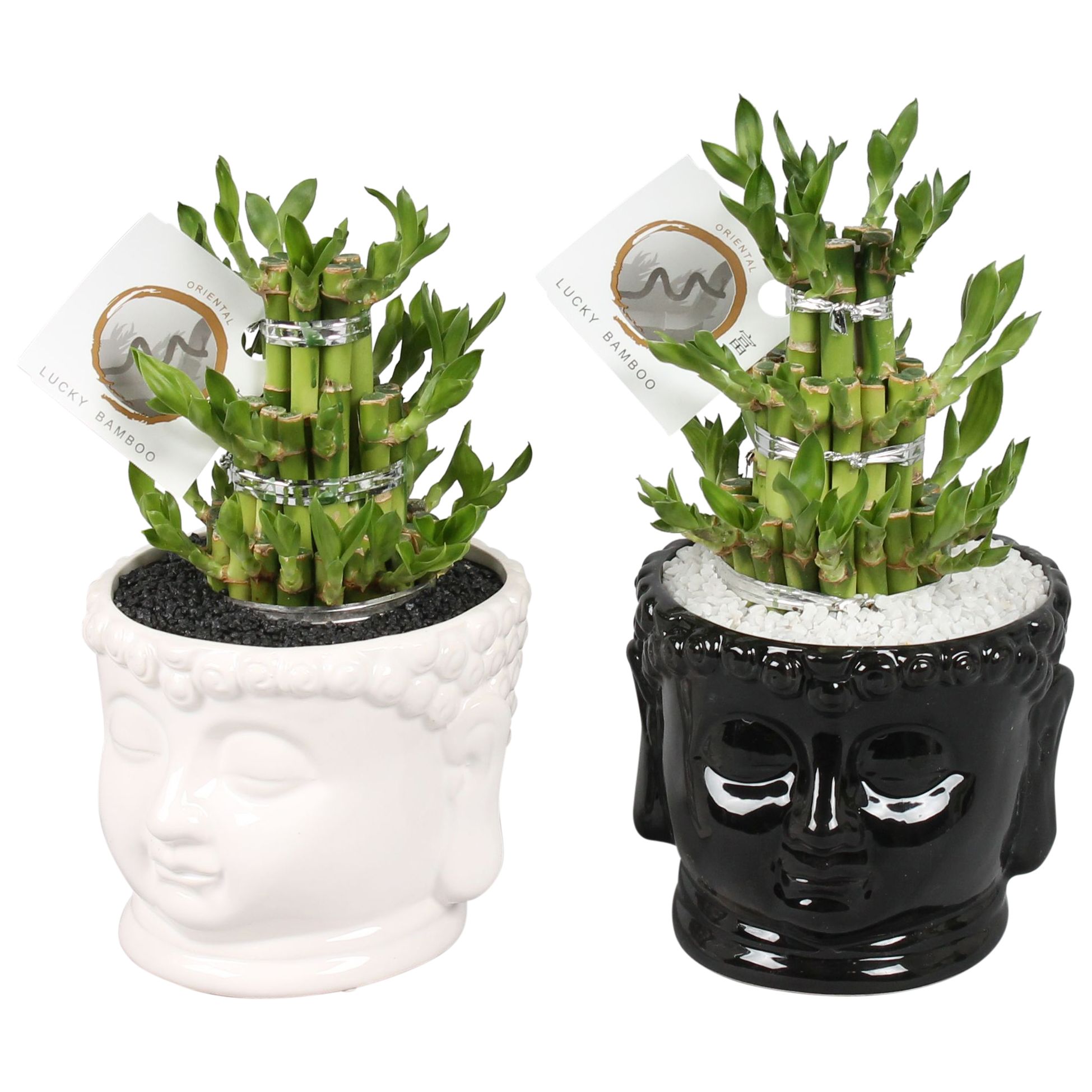 Lucky Bamboo Round 3 Small in ø15cm Buddha head pot Black/White, D 15