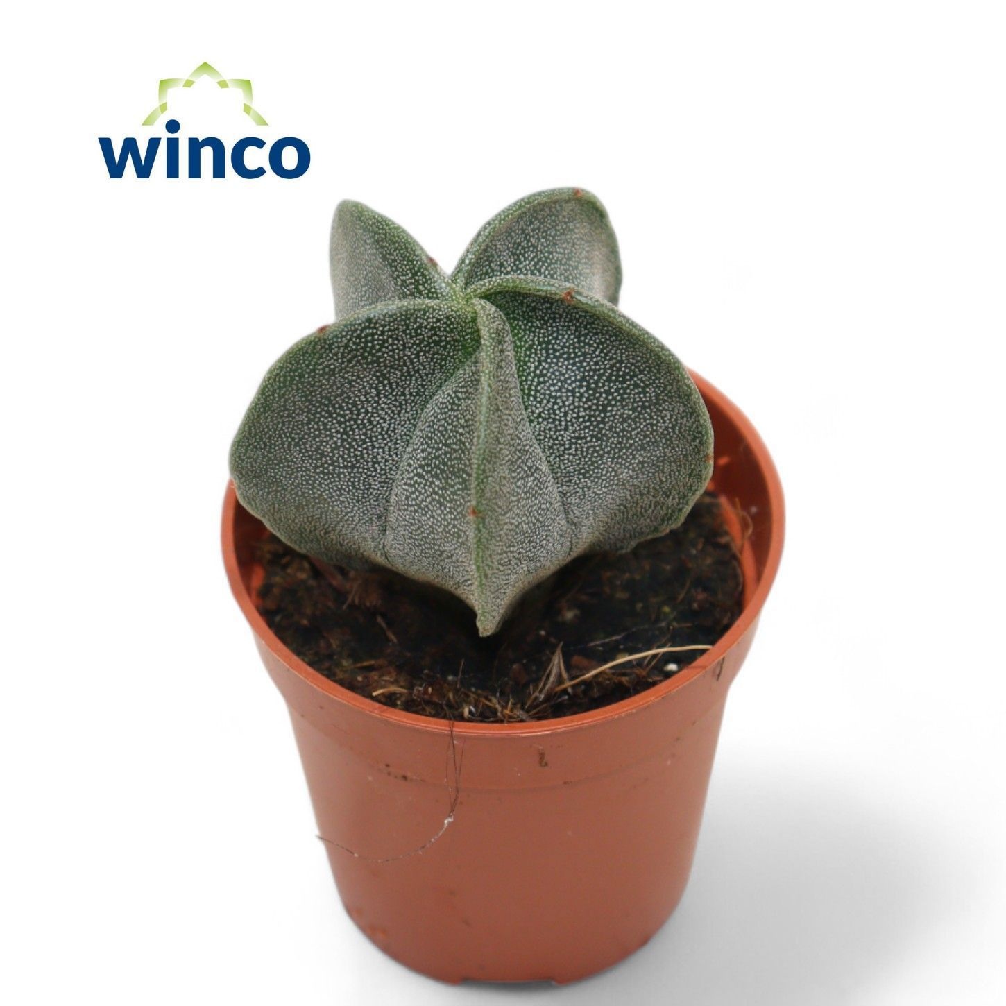 Astrophytum Myriostigma, D 5,5