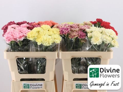 Диантус од. Микс в баке, шт. Диантус од. Микс в баке, шт.