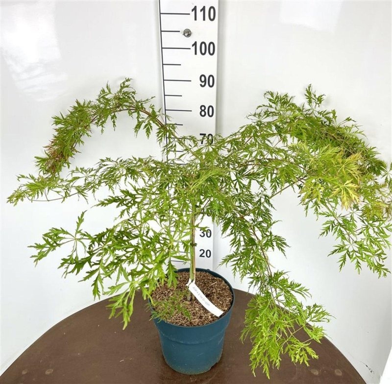 Acer Ice Dragon, D 32